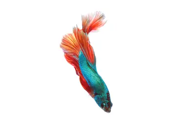 folie cabina dus folina model peste exotic autoadeziva 100 210 cm