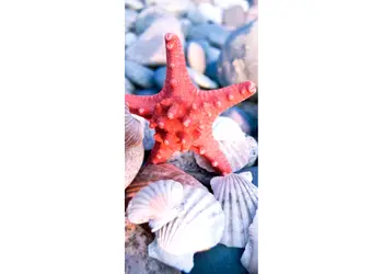 folie cabina dus folina model stea de mare autoadeziva 100 210 cm