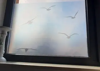 folie geam autoadeziva pasari in zbor