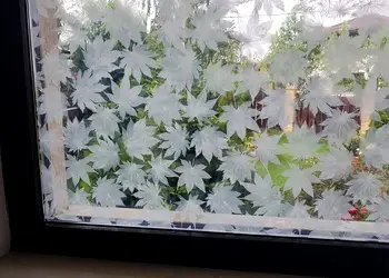 folie geam decorativa frunze albe