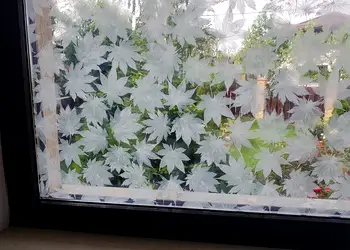 folie geam decorativa frunze albe