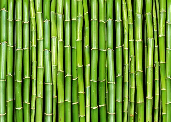 fototapet bamboo dimex bambus verde 375 250 cm