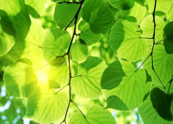 fototapet dimex green leaves 375 250 cm