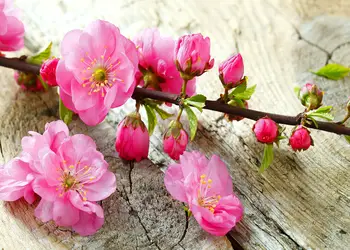 fototapet creanga inflorita sakura