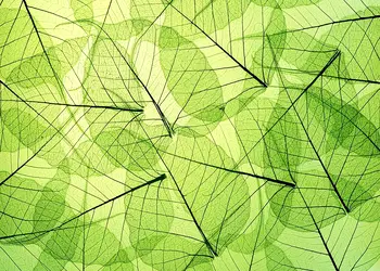 fototapet dimex leaf veins 375 250 cm