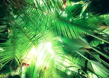 fototapet decor exotic komar frunze verzi 450 280 cm