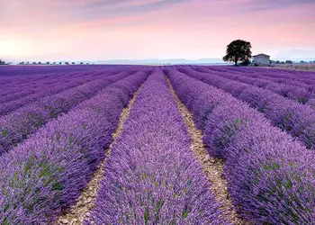 fototapet lavanda Provence