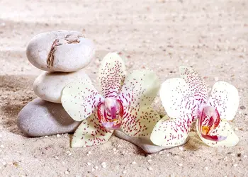 fototapet zen balance dimex model orhidee 375 250 cm