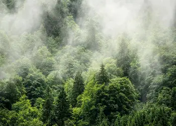 fototapet forest land