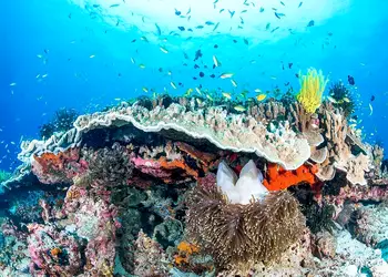 fototapet peisaj marin komar coral reef