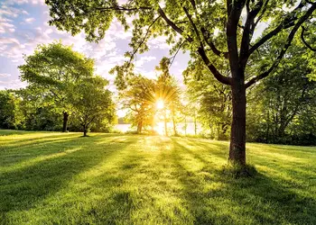 fototapet peisaj golden moment