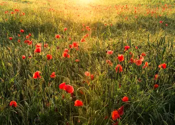 fototapet camp cu maci komar 450 280 cm