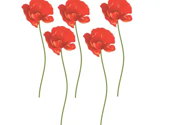 sticker perete floare mac rosu