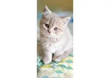 autocolant usa pisica