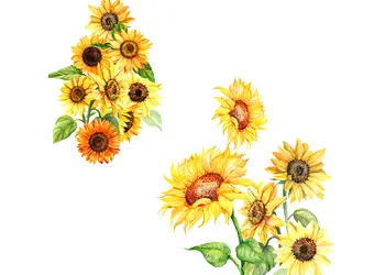 stickere floarea soarelui folina ksy127