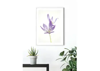 tablou autumn crocus