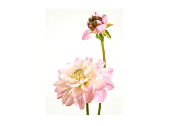 tablou dalie roz art poster 40 50 cm