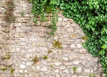 fototapet autoadeziv dimex zid piatra cu frunze verzi