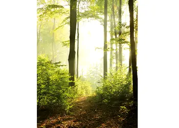 fototapet peisaj padure marburg 47221