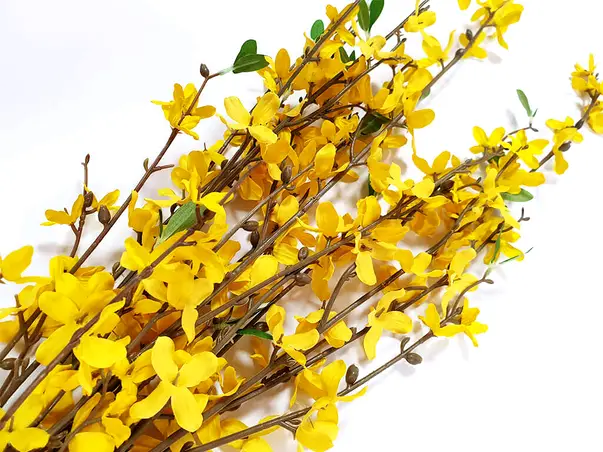 3 crengute flori galbene forsythia