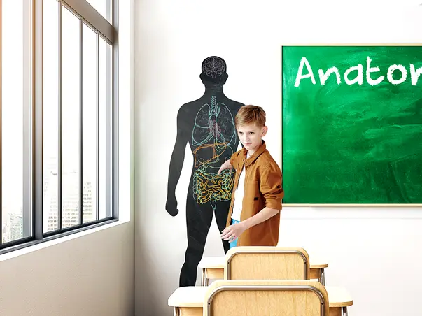 Autocolant tabla de scris model corp uman x1