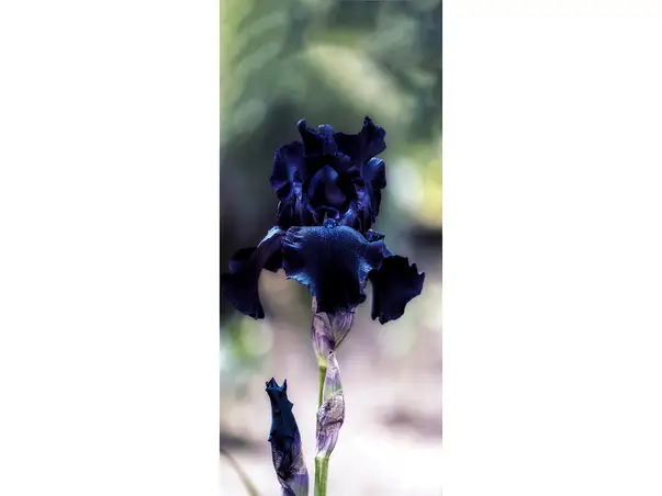 Black Iris