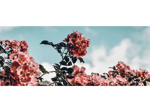 Botanical simulare 2