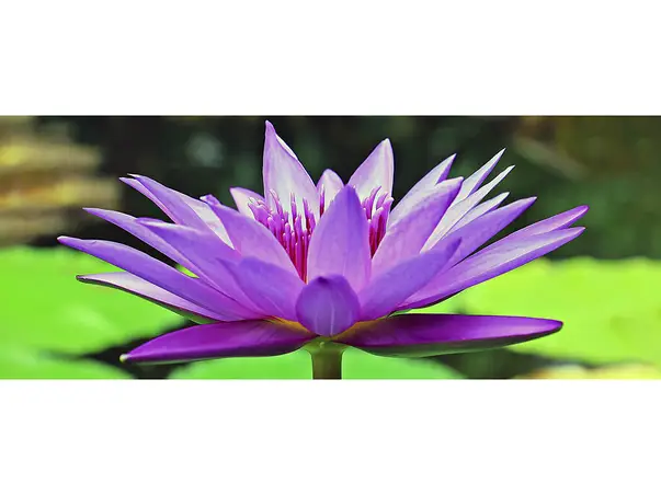 Floare Lotus 200x80cm