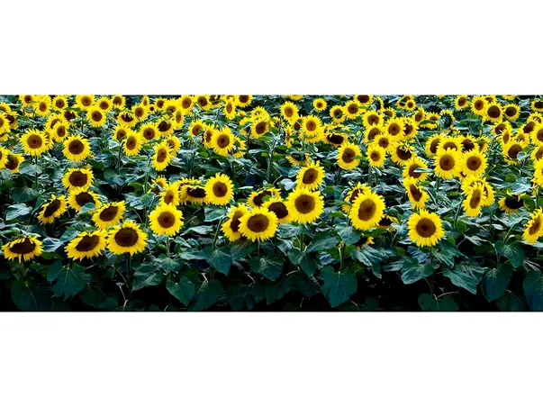 Floare Soarelui 200x80cm