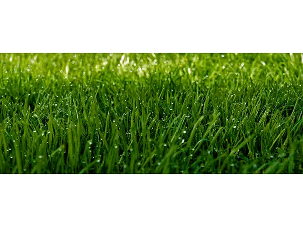 Iarba cu roua 200x80cm