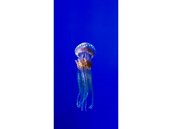 Meduza