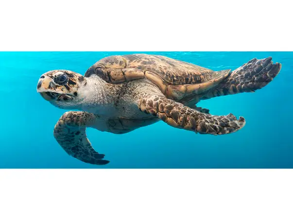 Sea Turtle