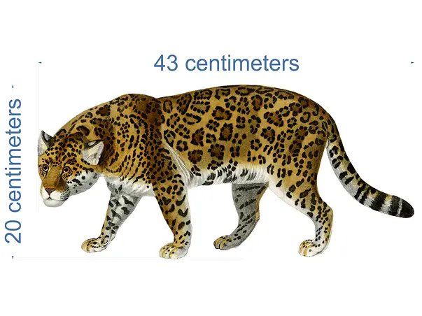 Stickere copii animale diverse 7