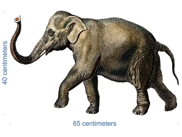 Stickere copii animale diverse 8