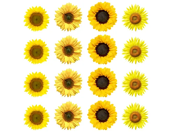 Stickere set 16 bucati floarea soarelui simulare_1