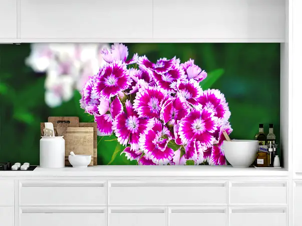 Sweet William simulare