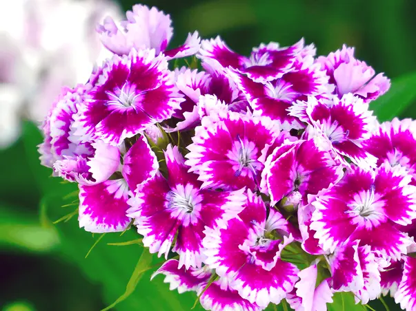 Sweet William