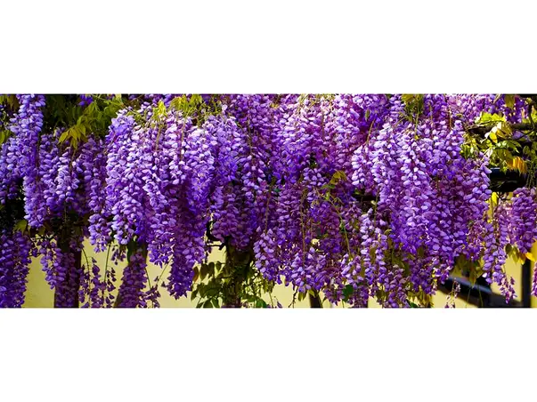 Wisteria 200x80cm