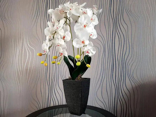 aranjament orhidee alba in vas ceramic negru parma