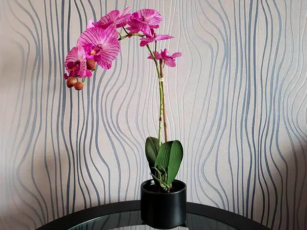 aranjament orhidee roz in vas ceramic negru olivia