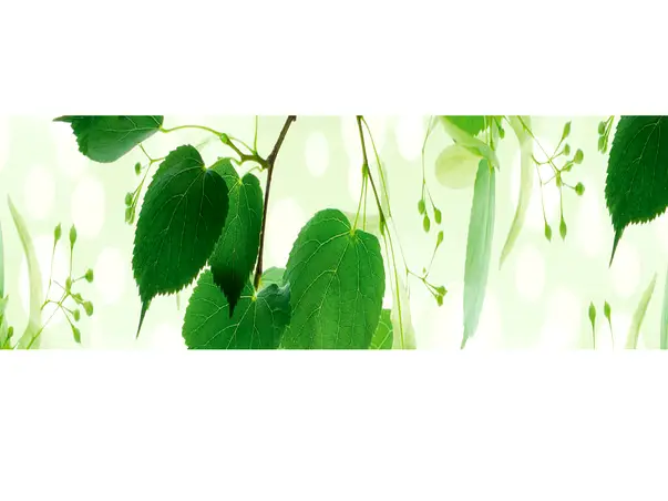 autocolant decorativ frunze verzi