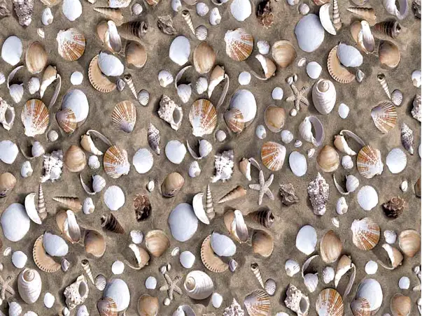 autocolant decorativ scoici venus