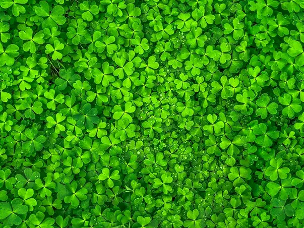 autocolant frunze trifoi si roua