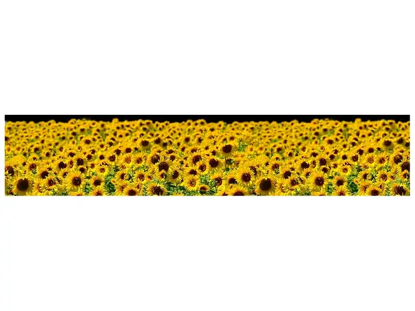 autocolant model floarea soarelui