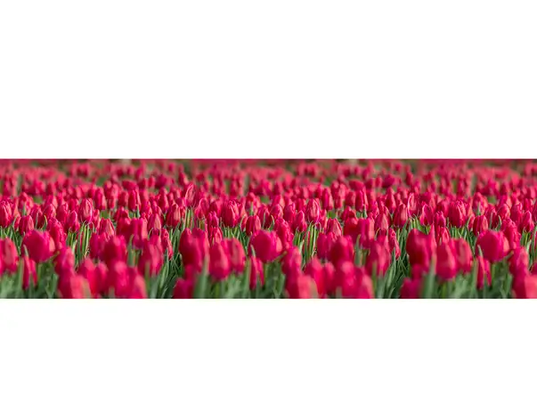 autocolant model lalele rosii