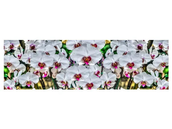 autocolant model orhidee alba