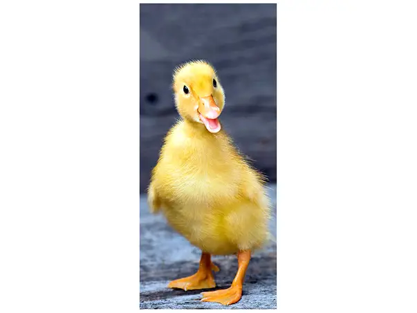 autocolant usa boboc de rata 2