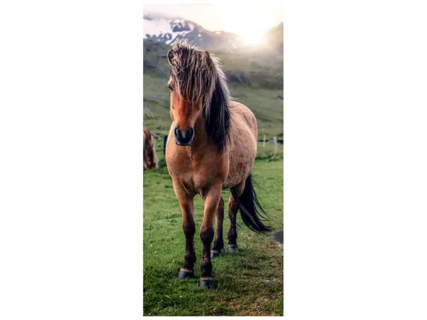 autocolant-usa-cal-2-2573