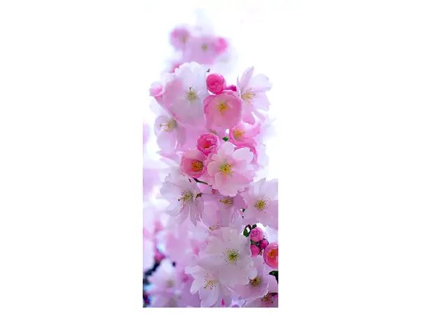 autocolant usa cires japonez 2