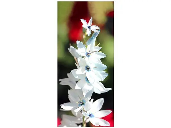 autocolant usa flori albe 2